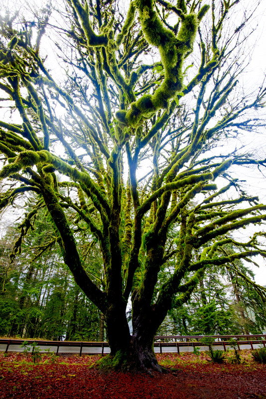 Looking up the massive moss-covered trunk of a bigleaf maple with bare winter branches spreading above